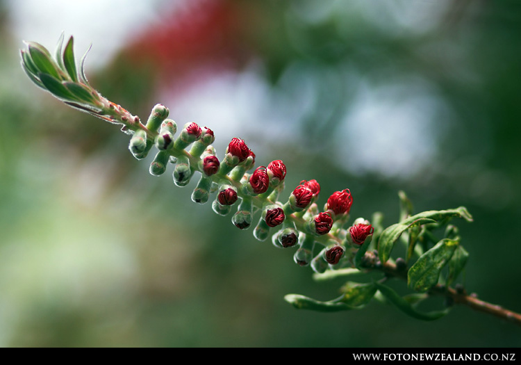 Нераспустившийся цветок Bottlebrush Tree • Auckland, New Zealand • Фото